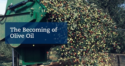 The Becoming of Olive Oil